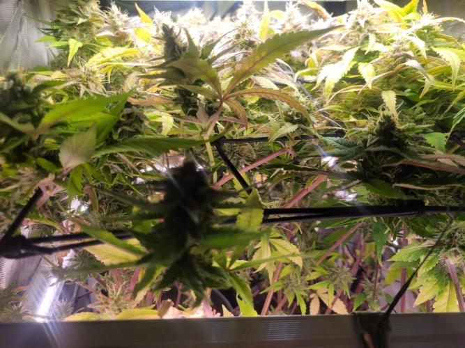 Micro Grow can it yeild?. Week 9