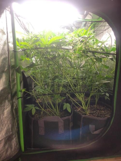 Micro grow can it yeild? #2. Week 4