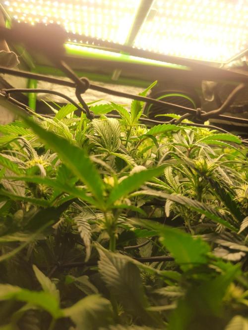 Micro grow can it yeild? #2. Week 4