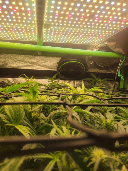 Micro grow can it yeild? #2. Week 4