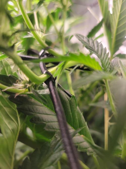 Micro grow can it yeild? #2. Week 4