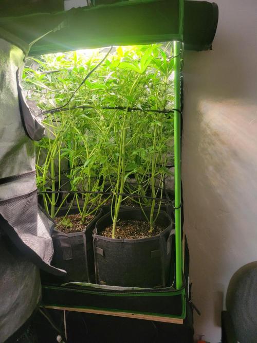 Micro grow can it yeild? #2. Week 5