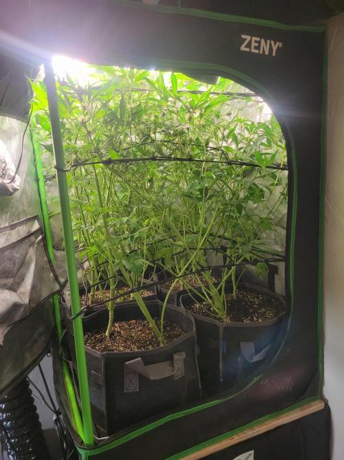 Micro grow can it yeild? #2. Week 5