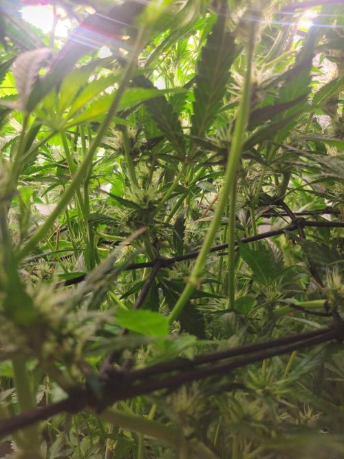 Micro grow can it yeild? #2. Week 5