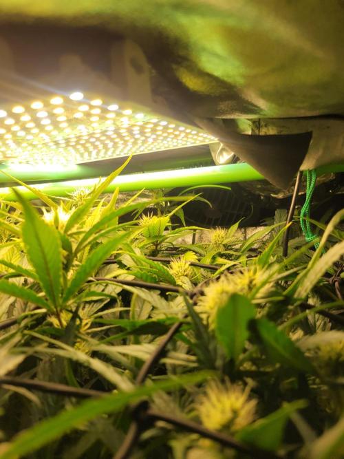 Micro grow can it yeild? #2. Week 5