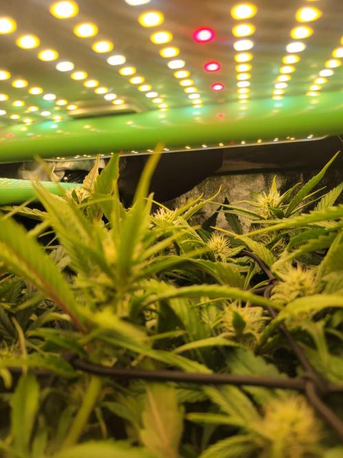 Micro grow can it yeild? #2. Week 5