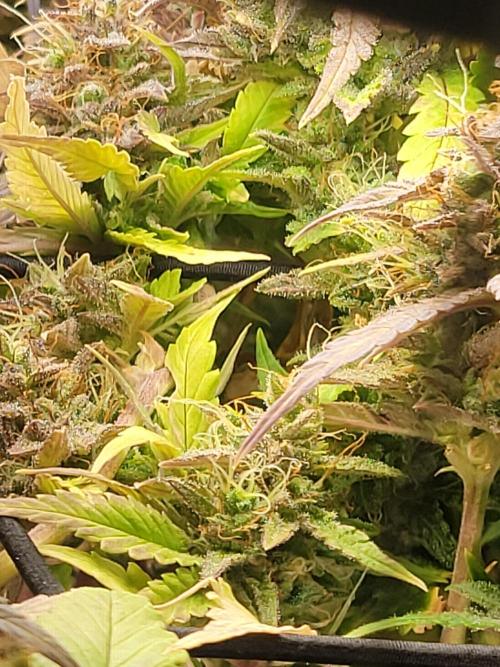 Micro Grow can it yeild?. Week 10