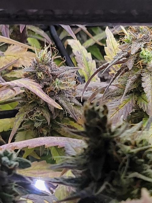 Micro Grow can it yeild?. Week 10