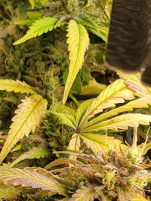 Micro Grow can it yeild?. Week 10