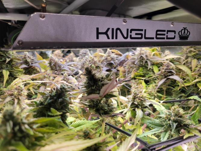 Micro Grow can it yeild?. Week 10