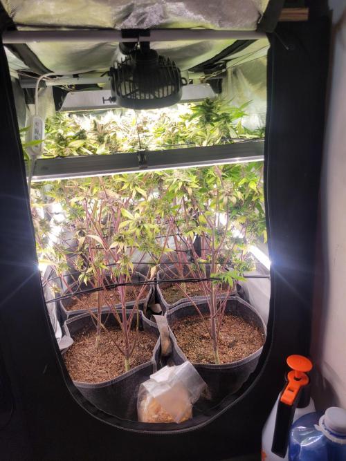 Micro Grow can it yeild?. Week 10