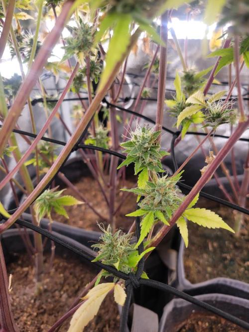 Micro Grow can it yeild?. Week 10