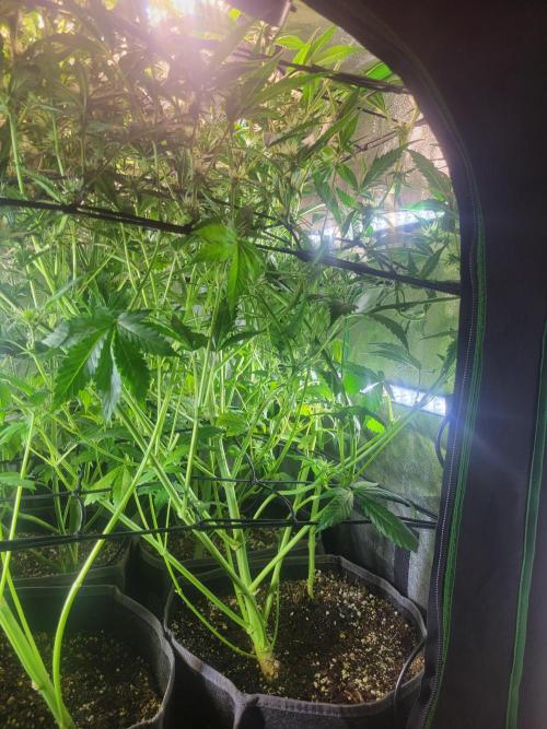 Micro grow can it yeild? #2. Week 5