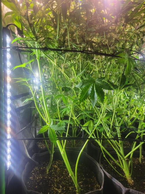 Micro grow can it yeild? #2. Week 5