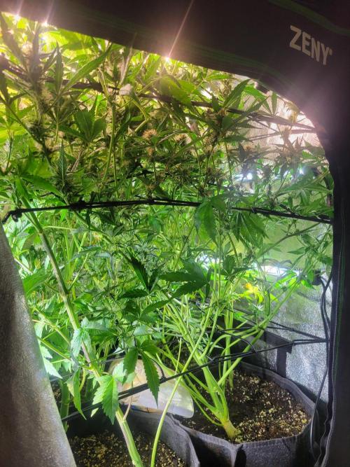 Micro grow can it yeild? #2. Week 6