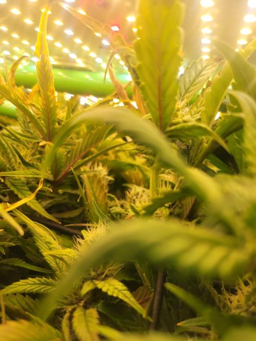 Micro grow can it yeild? #2. Week 6