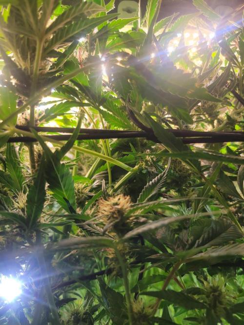 Micro grow can it yeild? #2. Week 6