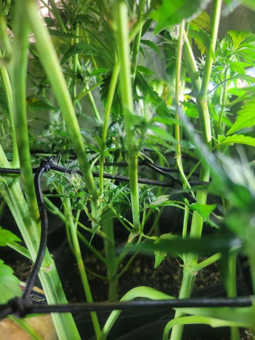 Micro grow can it yeild? #2. Week 6