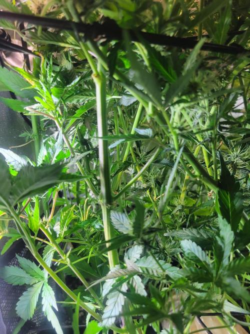 Micro grow can it yeild? #2. Week 6