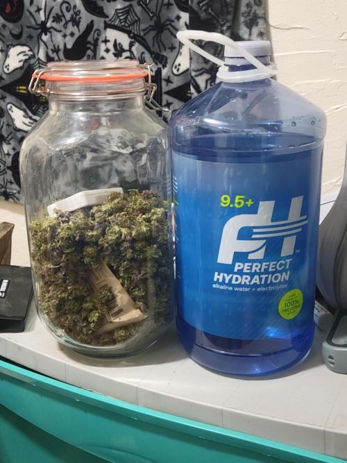 Micro Grow can it yeild?. Week 11