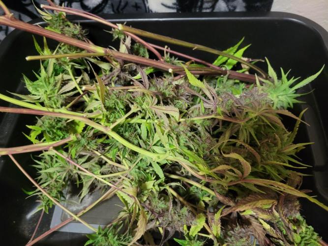 Micro Grow can it yeild?. Week 11