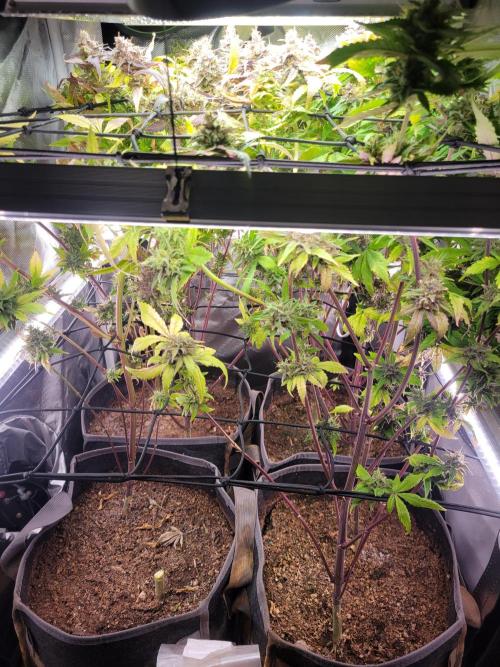 Micro Grow can it yeild?. Week 11