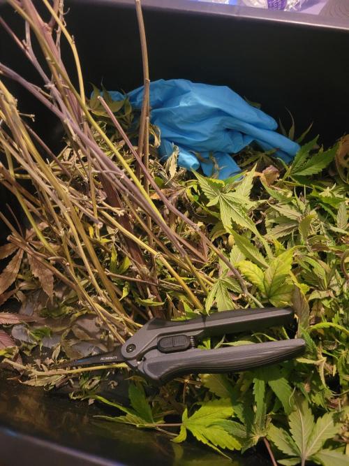 Micro Grow can it yeild?. Week 11