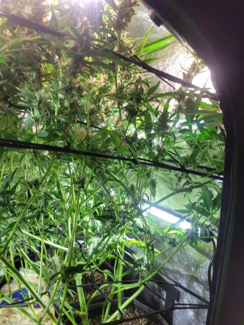 Micro grow can it yeild? #2. Week 7