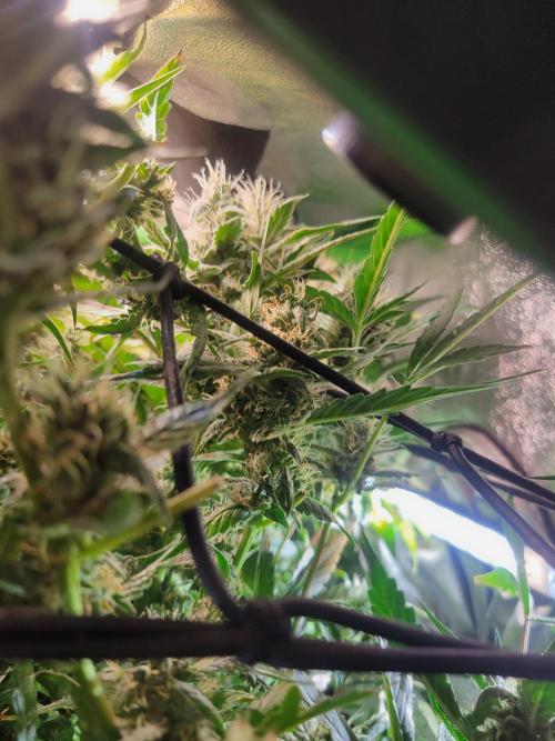 Micro grow can it yeild? #2. Week 7