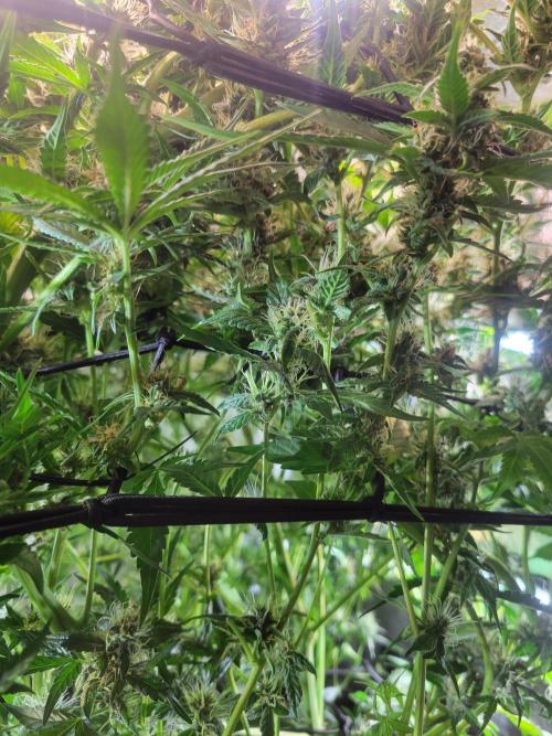 Micro grow can it yeild? #2. Week 7