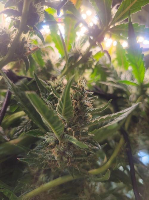 Micro grow can it yeild? #2. Week 7