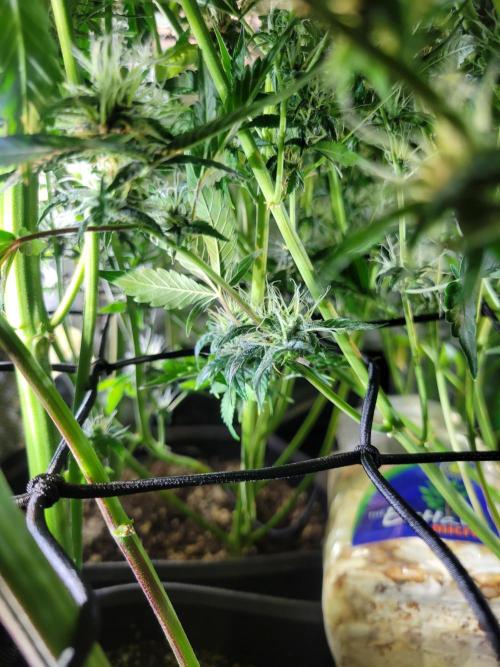 Micro grow can it yeild? #2. Week 8