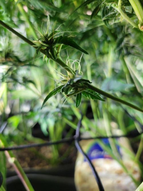 Micro grow can it yeild? #2. Week 8