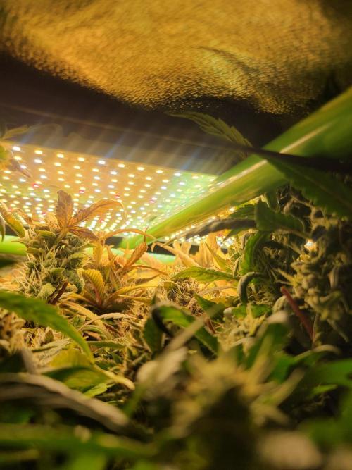 Micro grow can it yeild? #2. Week 8