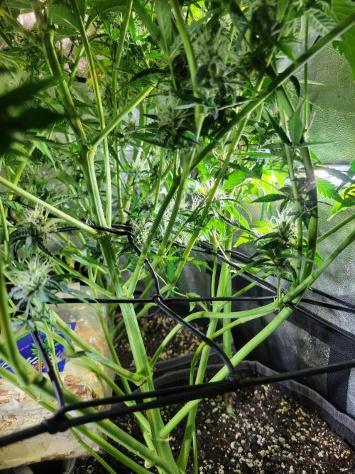 Micro grow can it yeild? #2. Week 8