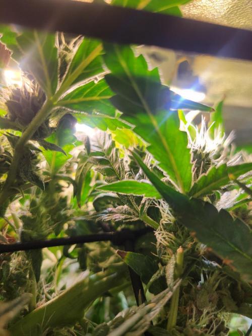 Micro grow can it yeild? #2. Week 8