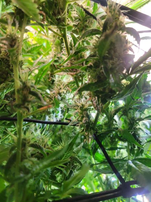 Micro grow can it yeild? #2. Week 8