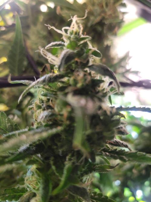 Micro grow can it yeild? #2. Week 9