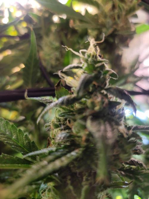 Micro grow can it yeild? #2. Week 9