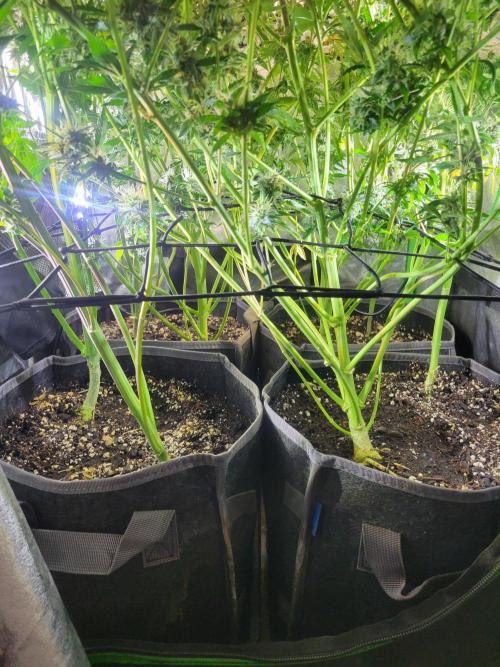 Micro grow can it yeild? #2. Week 9