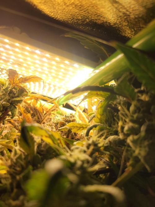 Micro grow can it yeild? #2. Week 9