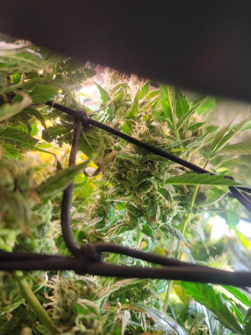 Micro grow can it yeild? #2. Week 9