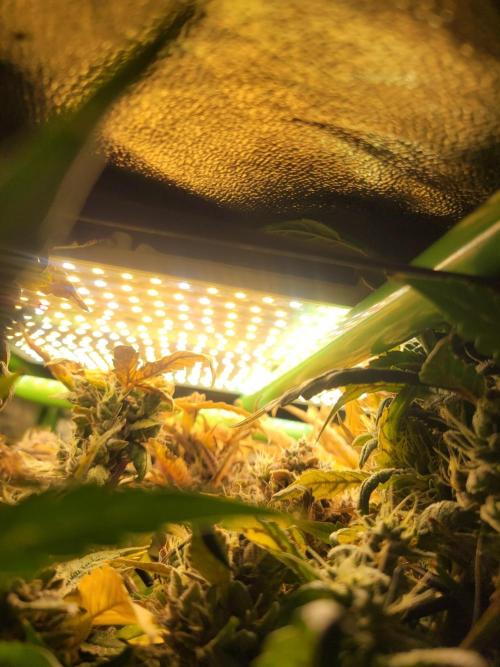 Micro grow can it yeild? #2. Week 9