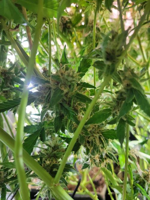 Micro grow can it yeild? #2. Week 10