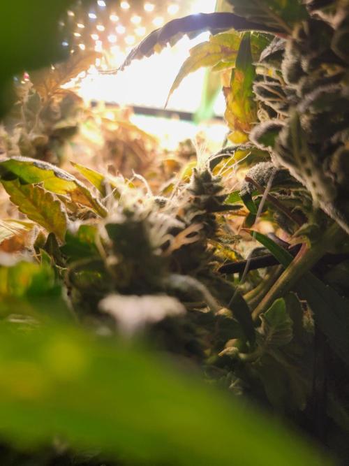 Micro grow can it yeild? #2. Week 10