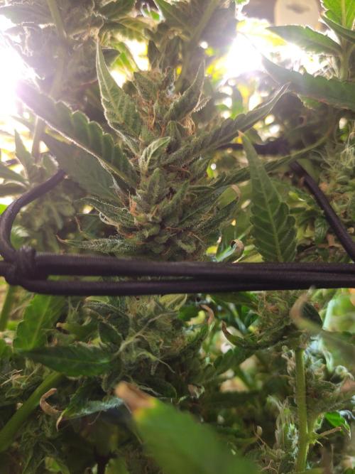 Micro grow can it yeild? #2. Week 10