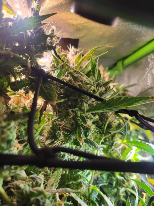 Micro grow can it yeild? #2. Week 10