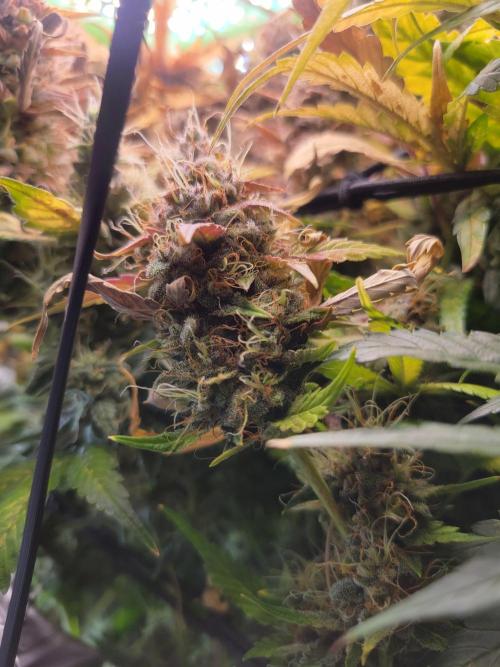 Micro grow can it yeild? #2. Week 10