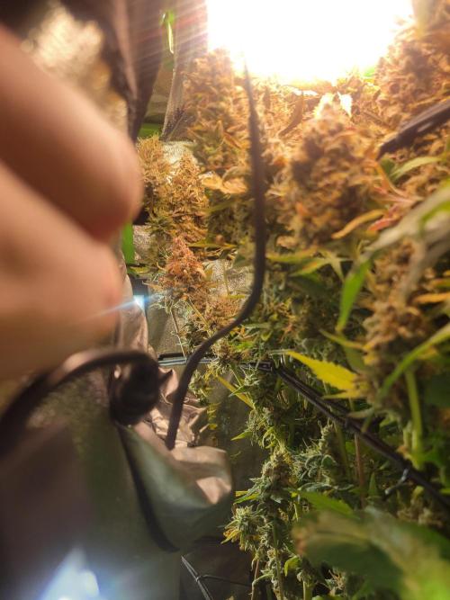 Micro grow can it yeild? #2. Week 11