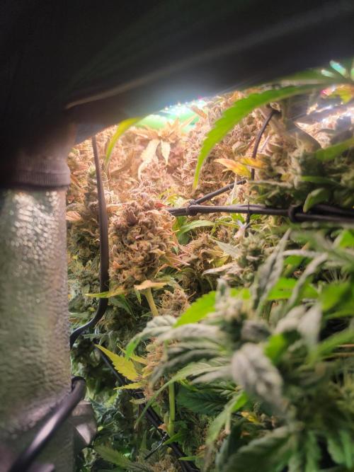 Micro grow can it yeild? #2. Week 11